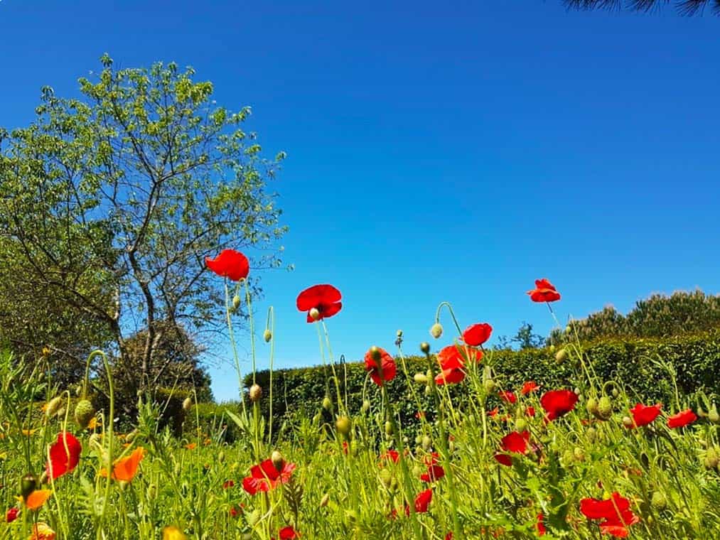 vue sur des coquelicots au premier plan et ciel bleu en fond aux Jardins de Colette