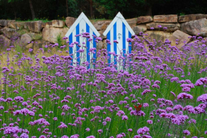 Vue sur le Jardins de Bretagne des Jardins de Colette avec un papillon posé sur une mer de fleurs de verveine de Bueno Aires et des cabanes de plage bleues et blanches en arrière plan