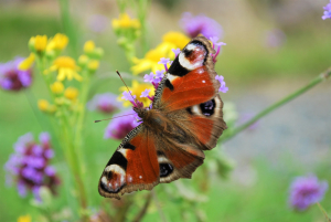 zoom sur un papillon paon du jour posé sur une verveine de bueno aires aux Jardins de Colette