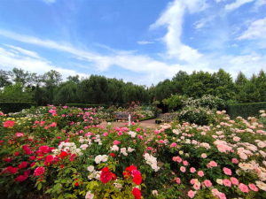 Vue sur la roseraie en pleine floraison des Jardins de Colette