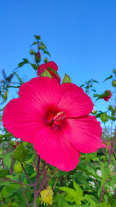 hibiscus géant rouge devant un ciel bleu aux Jardins de Colette