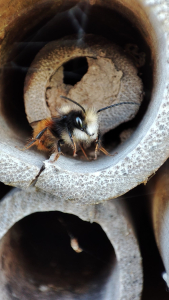 osmie abeille solitaire aux Jardins de Colette