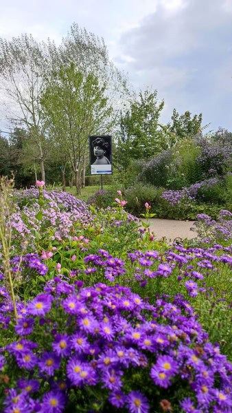 Asters violettes du jardins de Franche Comté aux Jardins de Colette