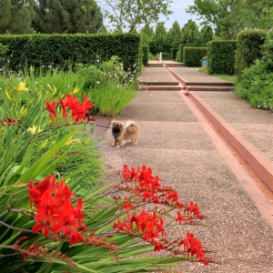 Chien dans le jardin provençal aux Jardins de Colette