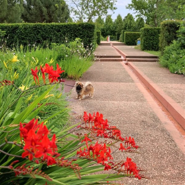 Chien dans le jardin provençal aux Jardins de Colette