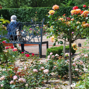un chien dans la roseraie des Jardins de Colette