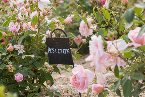 rosier Colette aux Jardins de Colette