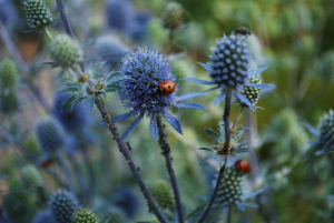 Chardon bleus et coccinelle aux Jardins de Colette