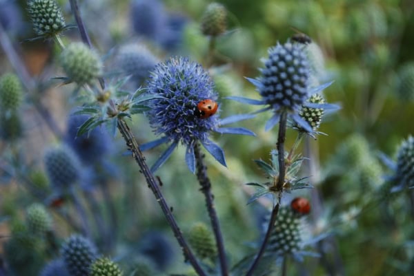Chardon bleus et coccinelle aux Jardins de Colette
