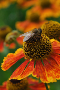 helenium et abeille aux Jardins de Colette