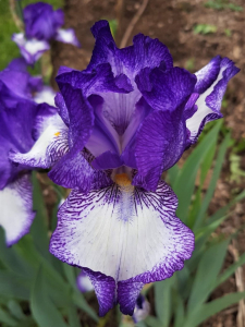 iris aux Jardins de Colette