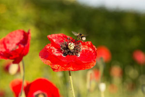 un bourdon se pose sur un coquelicot aux Jardins de Colette
