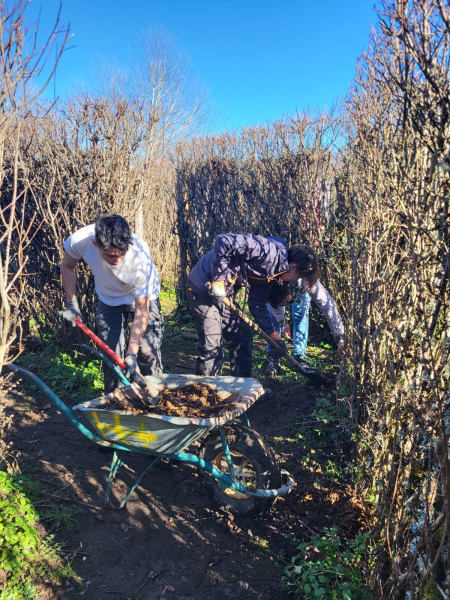 Des apprentis de l'école d'Objat venus en renfort pour la remise en état du labyrinthe des Jardins de Colette