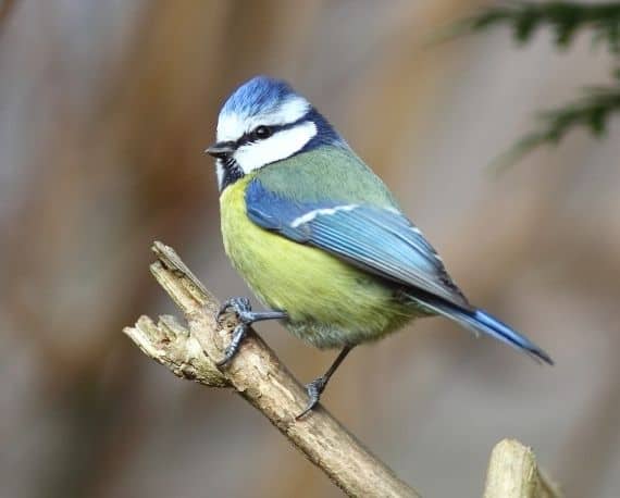 Mesange Bleue dans les Jardins de Colette - LPO