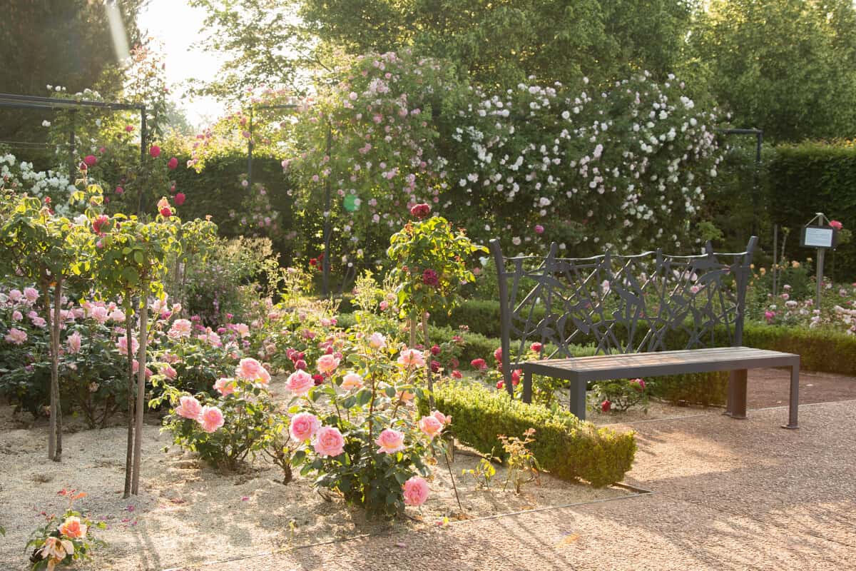 la roseraie des jardins de provence