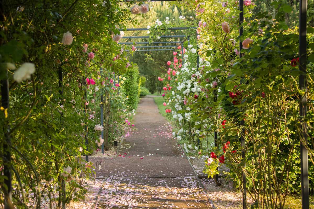 allée centrale de la roseraie du jardin Provence